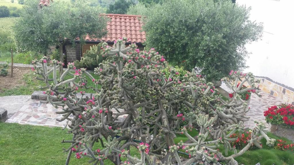 Guest House Nena Motovun Kültér fotó